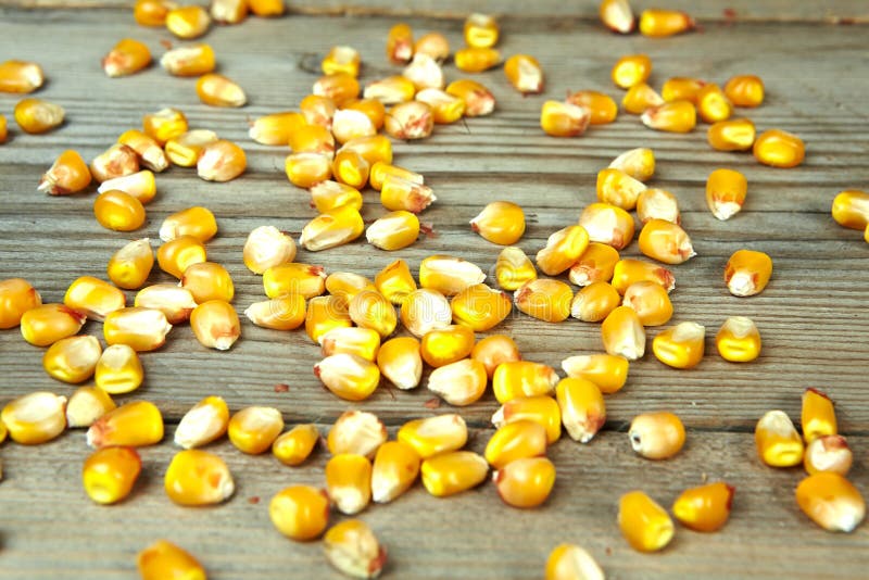 Dry Corn Grains Against on a Wooden Table Stock Image Image of corn
