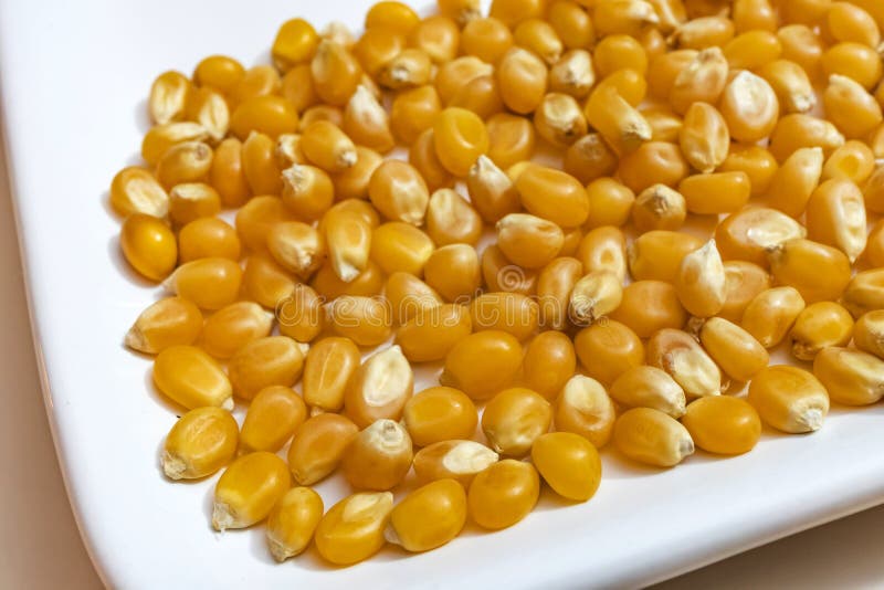 Dry corn kernels in plate. stock photo. Image of closeup 159923418