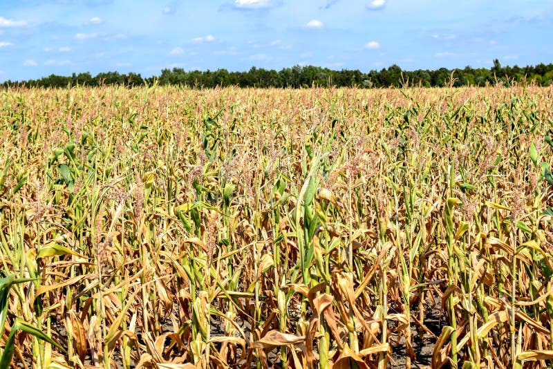 Dry Corn that Was Destroyed by the Drought Stock Photo Image of vegetable, growth 184010764