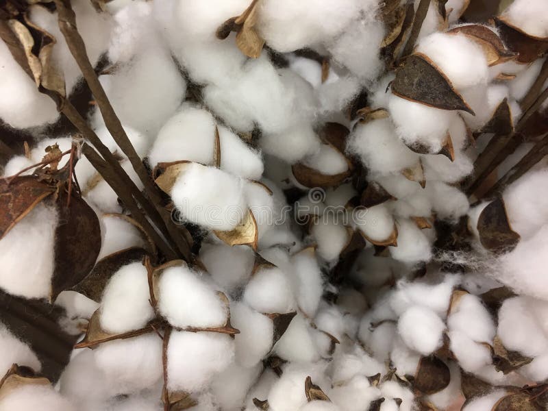 Dry cotton balls stock photo. Image of pack, manual, growing 92845482