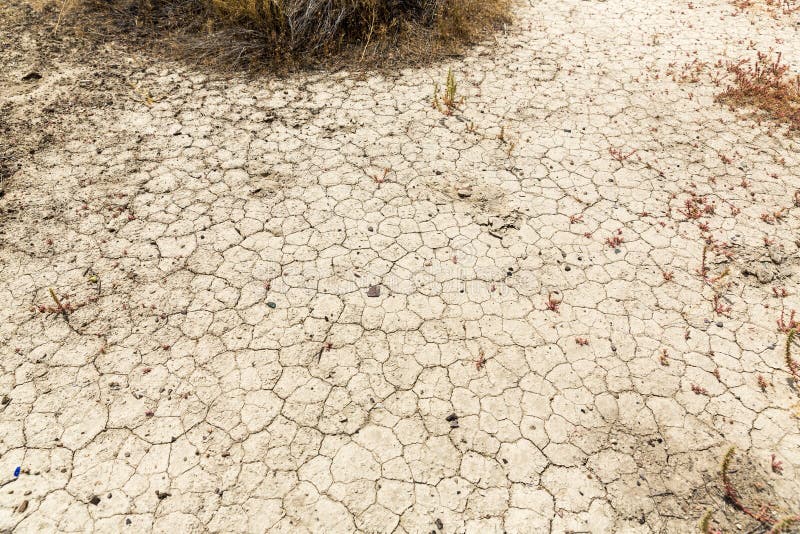Dry Cracked Desert Mud and Plants Dying of Thirst Stock Photo Image