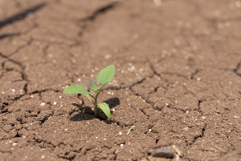 Dry cracked earth with plant struggling for life, drought, background