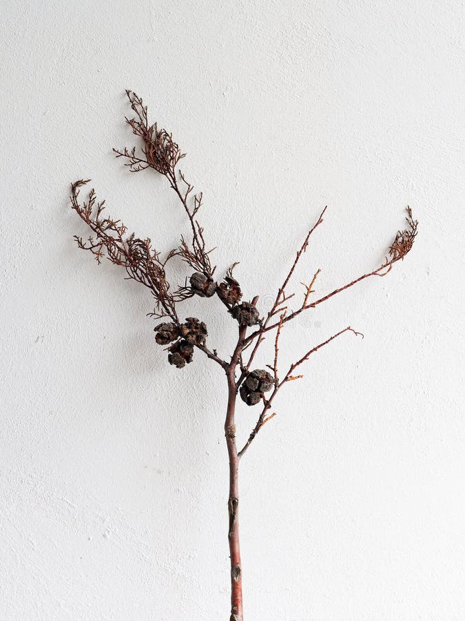 Dry Cypress Pine Twig With Nuts stock photo Dry Cypress Pine Twig With Nuts stock photo
