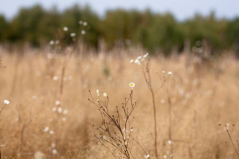 Cây Daisy Bush và đồng ruộng nâu là một cảnh tượng đáng yêu, nhẹ nhàng. Hình ảnh sẽ khiến bạn cảm thấy thư giãn và yên tĩnh trong khung cảnh đầy màu sắc này. 