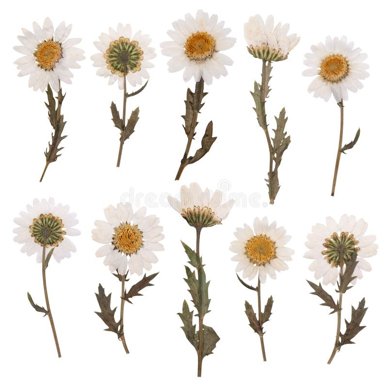 4,301 Dry Daisy Flowers Stock Photos - Free & Royalty-Free Stock