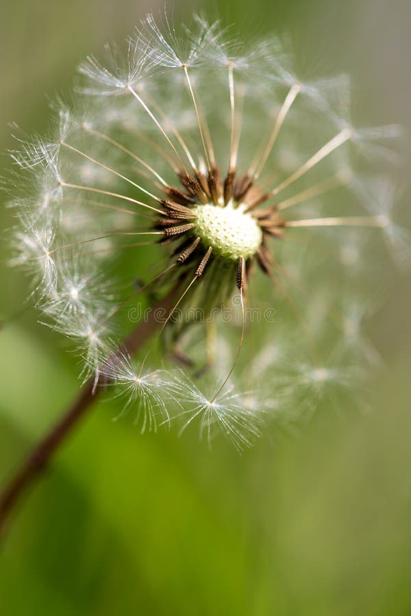 Dry Dandelion Flower in the Steppe in Spring Stock Photo Image of