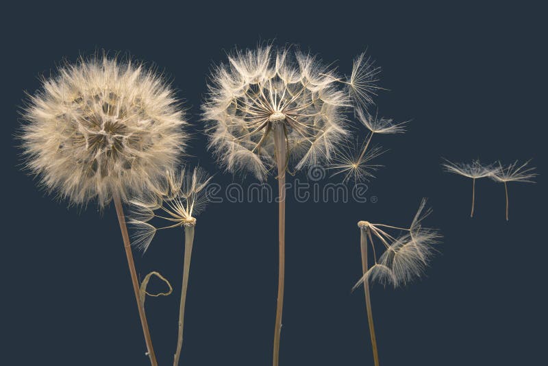 Dry dandelion seeds fly away from the flower