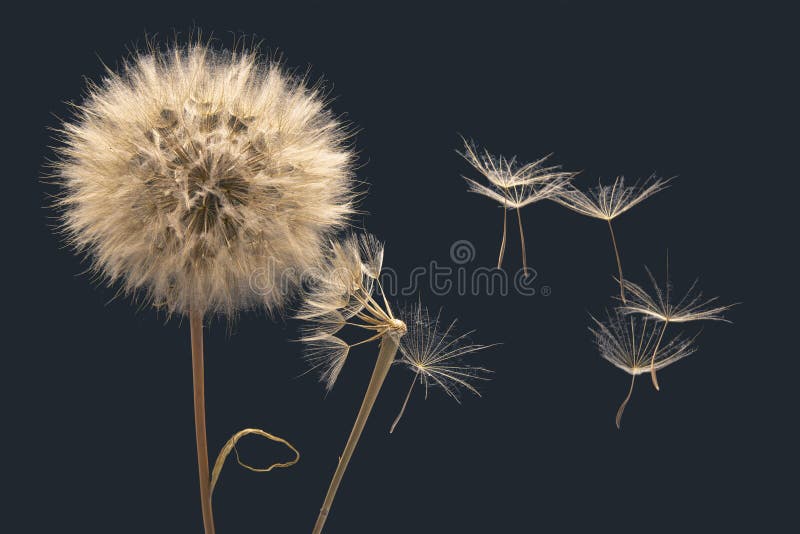Dry dandelion seeds fly away from the flower