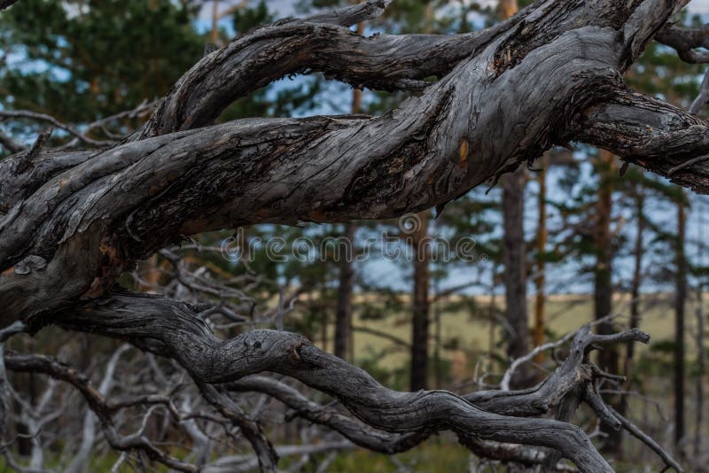 Dry dead dark curves twisted in spiral tree branches after fire, background of Siberia pine forest and lake Baikal