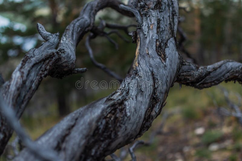 Dry dead gray twisting curved twisted in spiral tree branch after fire, backdrop of Siberia pine green forest