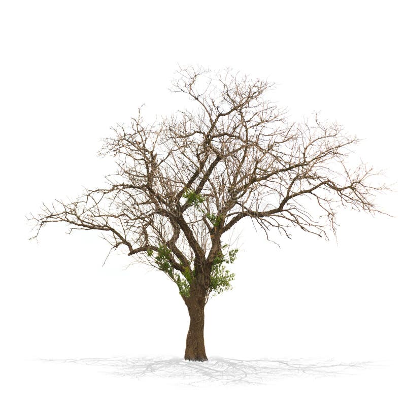 Dry dead tree isolated on white royalty free stock image Dry dead tree isolated on white royalty free stock image