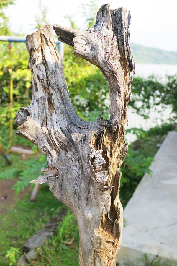 Dry and dead tree trunks stock image. Image of season 225631101