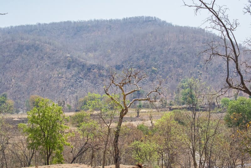 Narmada Valley Dry Deciduous Forests