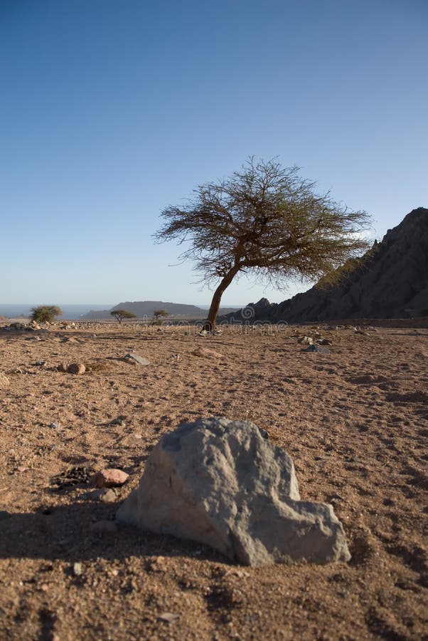 Acacia Tree In The Sinai Desert. Stock Image Image of egypt, nature