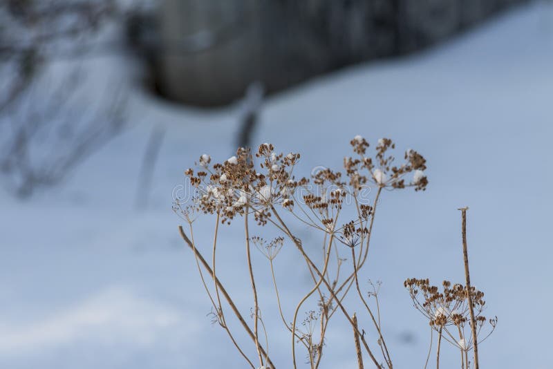 Dry dill covered with snow royalty free stock photo Dry dill covered with snow royalty free stock photo