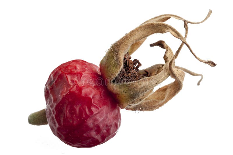 Dry dog rose fruit stock image. Image of blooms, white 33510161