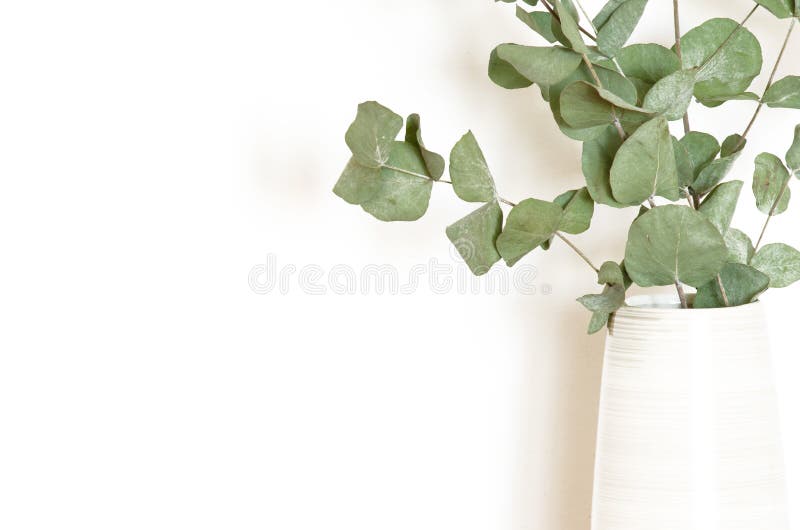 Dry Eucalyptus Branches in Vase on White Background. Copy Space Stock