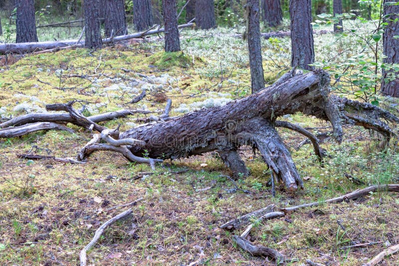 Dry fallen dried dead tree snag on the moss on coniferous forest background