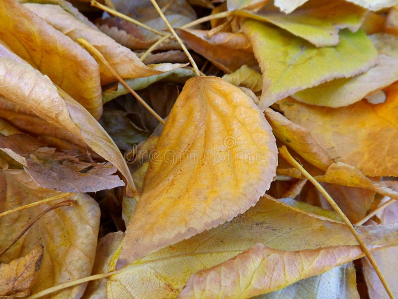 Fallen leaves stock image Fallen leaves stock image