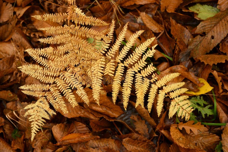 Dry Ferns during Autumn Season Stock Photo Image of group, flora