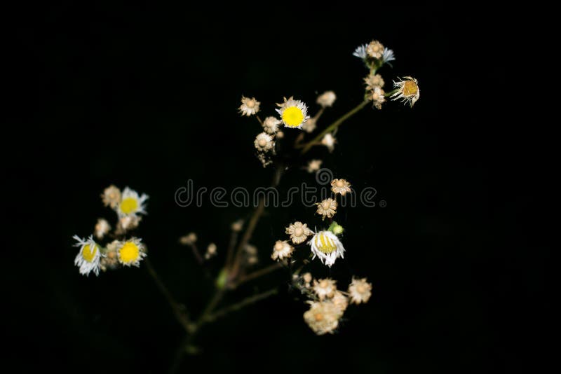 A dry, field flower, photographed on a summer night. Dark background