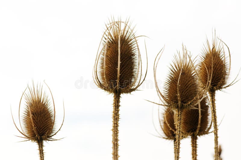 Dry field flowers