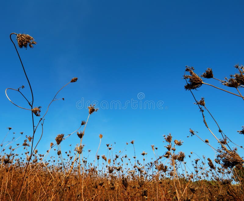 Dry field flowers