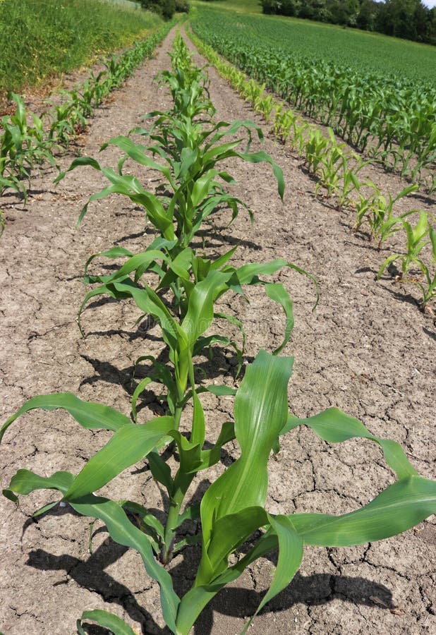 Young corn plants stock photo. Image of lush, crop, agriculture 12808244