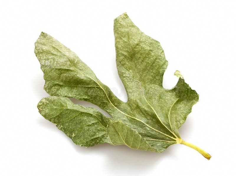 Dry fig leaf stock photo. Image of flora, tree, botany 26916518