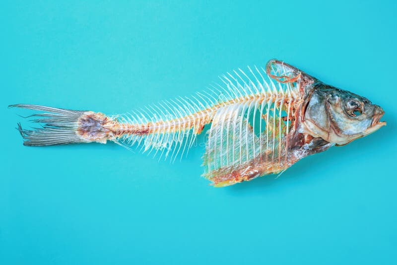 Dry Fish Skeleton on Blue Background. Animal Bones Throw in Trash Stock  Image - Image of garbage, bones: 249132799
