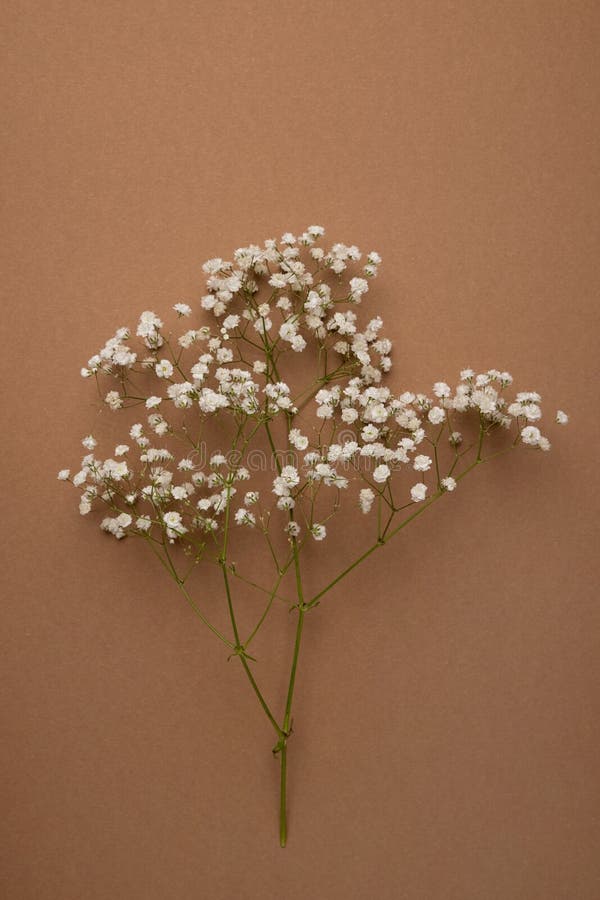 Dry flower branch and stone on a light brown background. Trend