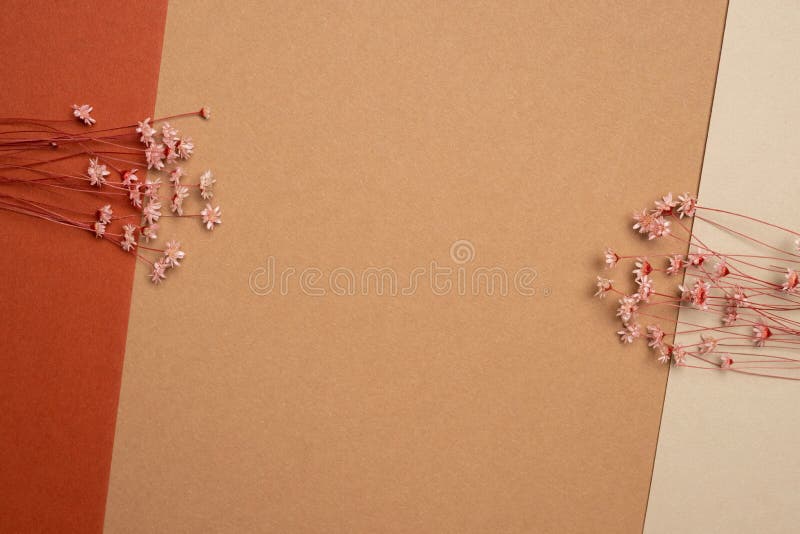 Dry pink flower on a light brown background. Trend, minimal