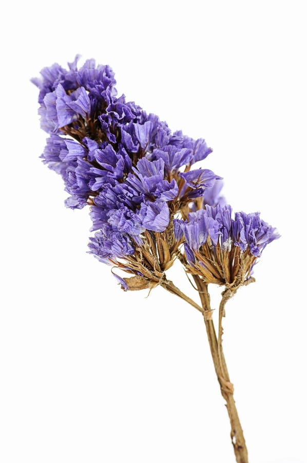 285,756 Dry Flower Stock Photos - Free & Royalty-Free Stock Photos from  Dreamstime