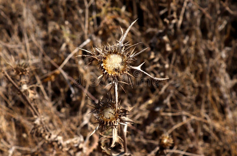 Dry flower in the sun stock image. Image of looking 122973041