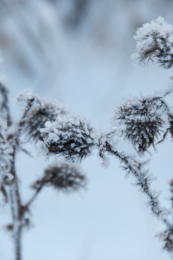 Dry Flowers in Winter. Closeup Stock Image Image of natural