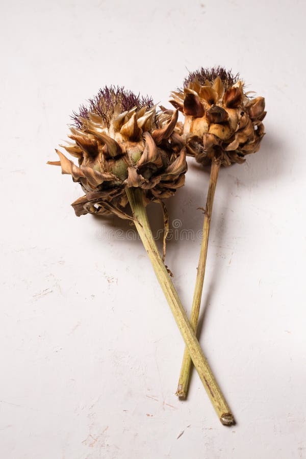 Dry Fluffy Artichoke Flowers on a White Stock Image Image of dried