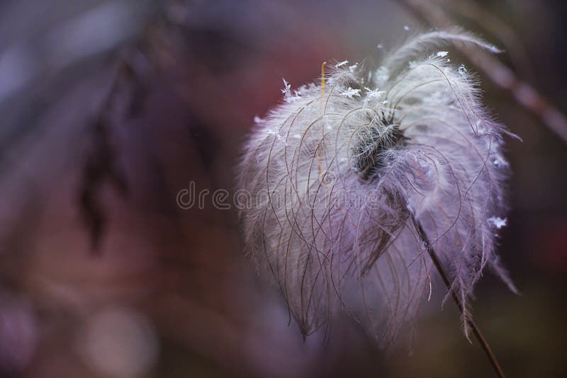 Dry Fluffy Flower with Snowflakes Stock Image Image of cold, meadow