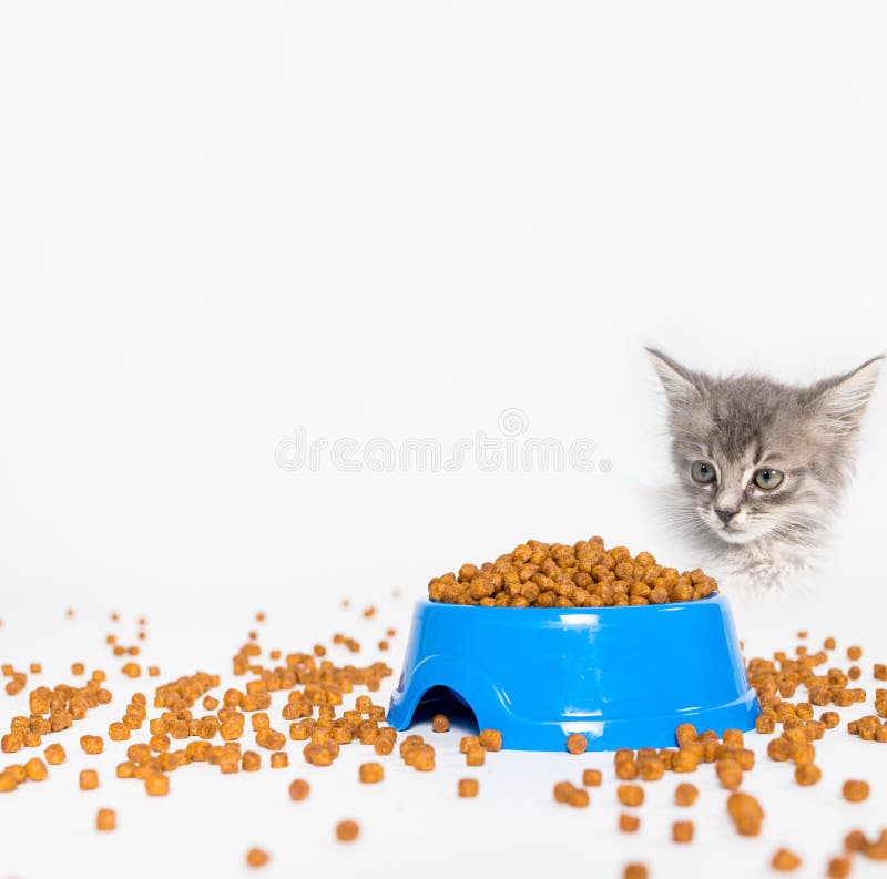 Dry Food for Kittens and Cats - a Square Card on White with Space for Text. Balanced  Food, Shop for Animals Stock Photo - Image of feeding, healthy: 228335552