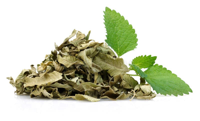 Dry and Fresh Lemon Balm Leaves Stock Image - Image of branch, food ...