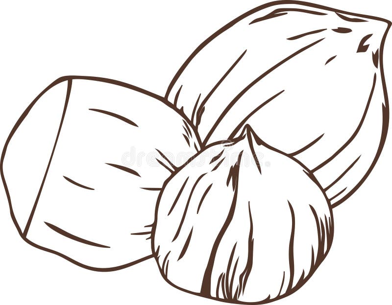 Dry Fruit&Nuts stock vector. Illustration of bakery 267416953