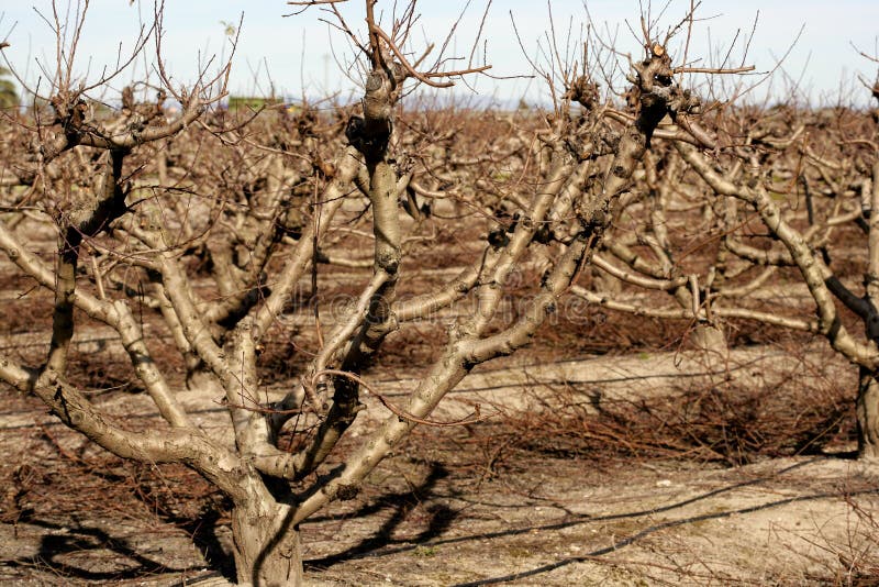 Dry fruit trees without leaves in autumn