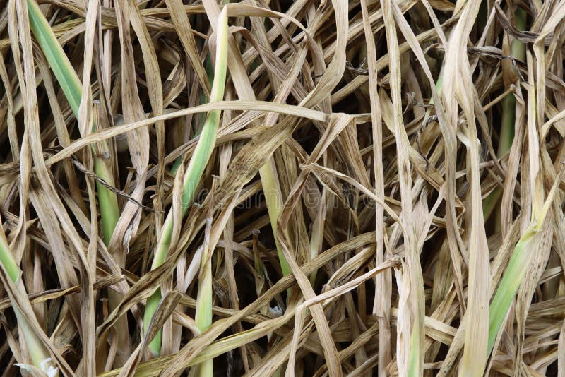 Dry garlic leaves stock image. Image of objects, nature 248442681