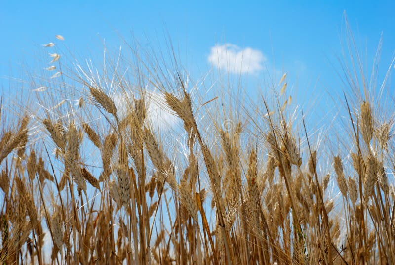 Dry golden wheat stems