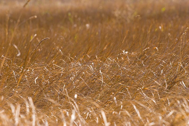 Dry grass stock image. Image of pattern, nature, heat 3225257