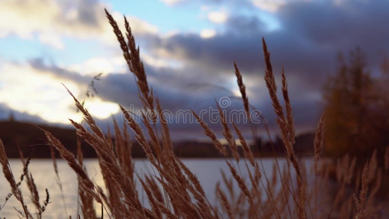 Dry grass amid the clouds at sunset