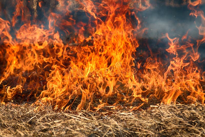 Dry Grass Blazes among Bushes, Fire in Bushes Area Stock Photo - Image ...