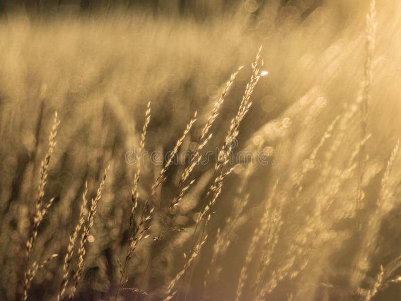 Dry Grass in Direct Sunlight at Sunset and Blurred Background Stock