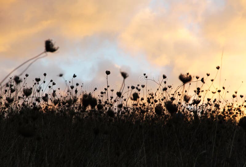 Dry grass, dramatic cloudy sky as background