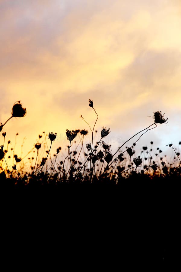 Dry grass, dramatic cloudy sky as background