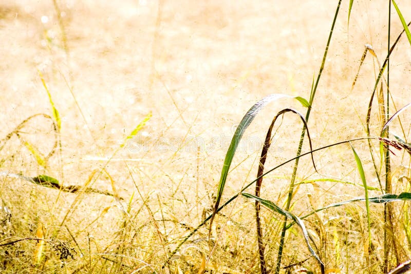 Dry Grass Field Stock Photo Image Of Grass Rural Background 6987102